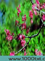 都市桃花缘图片