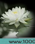 莲花(独家)图片